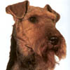 Welsh Terrier 